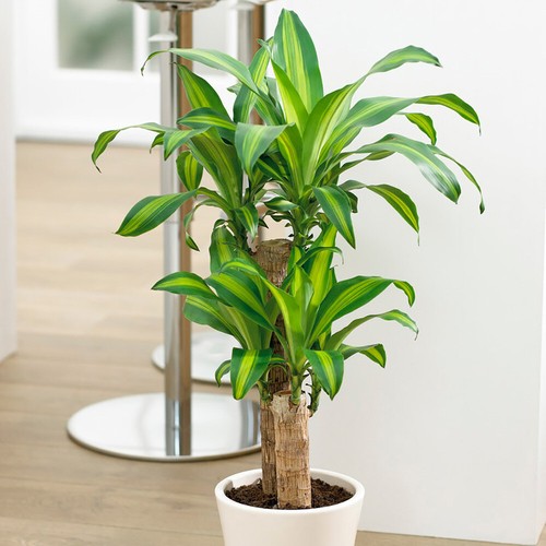Indoor foliage plant - foliage, dragon