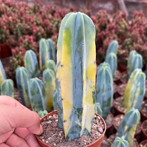 12cm cactus succulent - cactus,