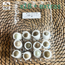 Button Quail / Chinese Painted