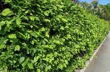 50 Green Beech Hedging Plants