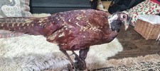 Vintage taxidermy pheasant - pheasant,