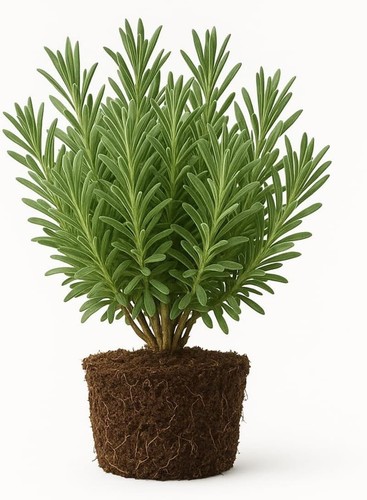 Assorted lavender live plant - assorted,