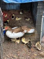 8+ Muscovy DUCK Hatching Eggs