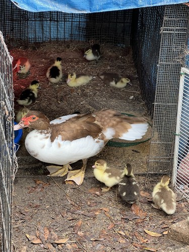 Muscovy duck hatching eggs - hatching,