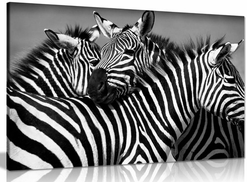 Black white zebra canvas - &,