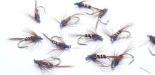  Cruncher Holo Natural Sz12