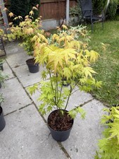 Japanese Acer Maple Tree