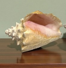 LARGE PINK CONCH SEA SHELL