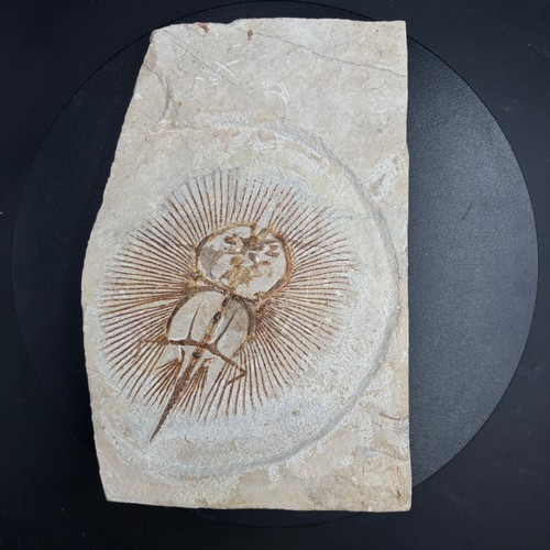 Cyclobatis oligodactylus