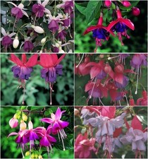 6 Fuchsia 'Mixed' Varieties