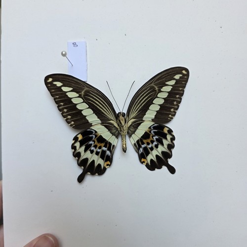 Papilio gigon set specimen - gigon,