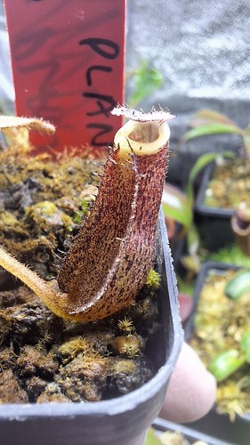 Nepenthes veitchii big mama x - mama,