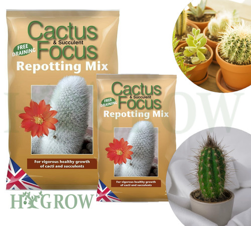 Cactus compost succulent aloe - cactus,