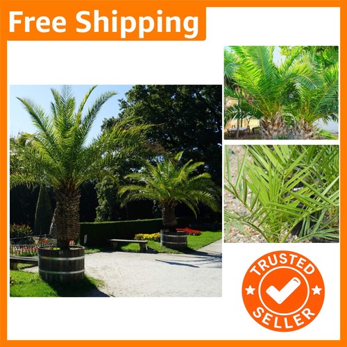 Elegant evergreen phoenix - phoenix, palm