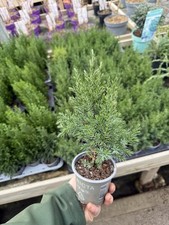3 x Juniper stricta Conifer
