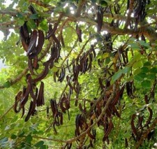CAROB BEAN CHOCOLATE TREE CERATONIA SEEDS MEDITERRANEAN FOR BONSAI GROWING  