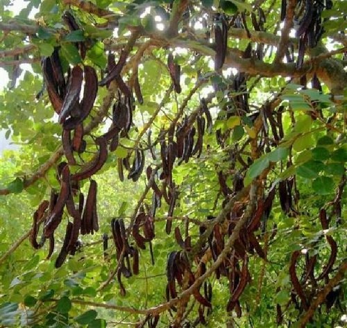 Carob bean chocolate tree - bean,