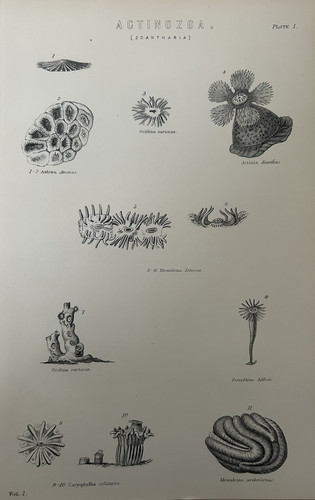 Antique print coral c1870s - coral,