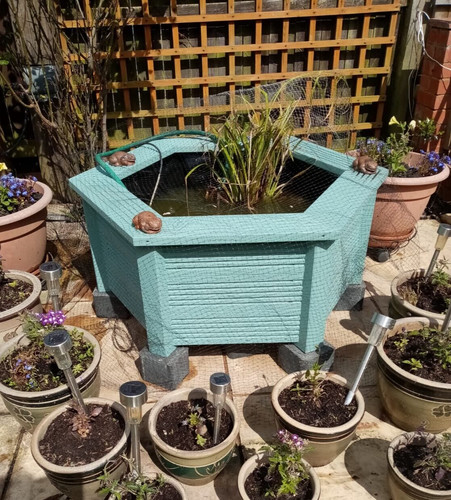 Raised pond seat top - pond,