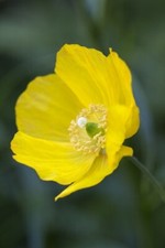 Meconopsis cambrica (Welsh