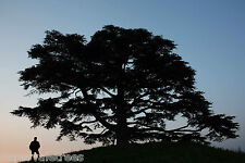Cedrus libani / Cedar of Lebanon, beautiful large tree, Peat Free, 5L 60-90cm