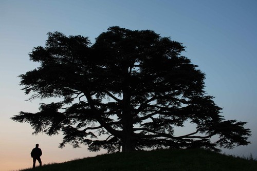 Cedrus libani cedar - /, of