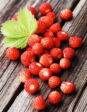 100 x Perennial Alpine Wild Strawberry Seeds -  Regina . NON GMO
