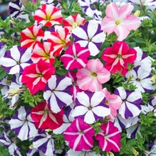 50 Trailing Petunia Double Mix