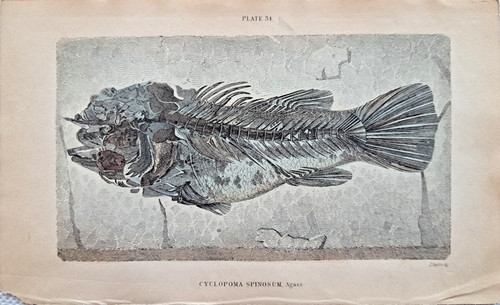 Cyclopoma spinosum agassiz - cyclopoma,
