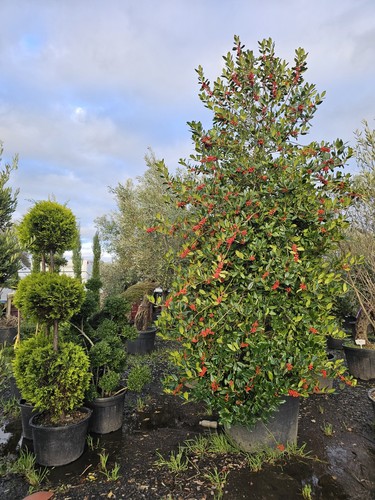 14ft inc pot - 14ft, holly
