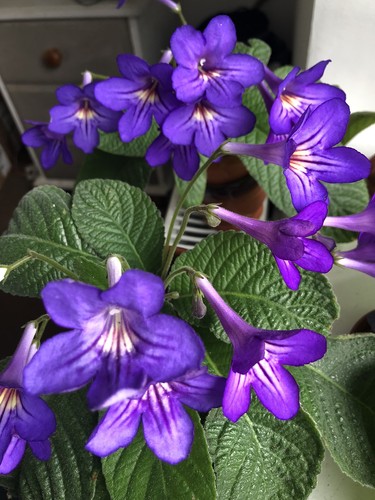 Streptocarpus plant tanya - streptocarpus,