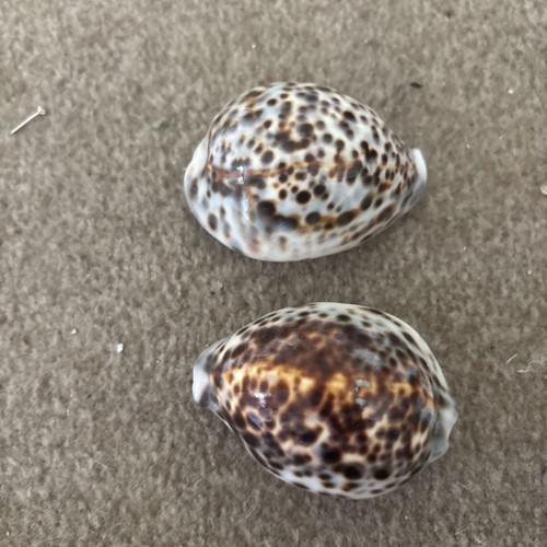Two vintage cowrie - vintage, shells