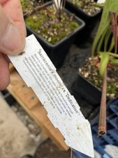 Sarracenia dedication from