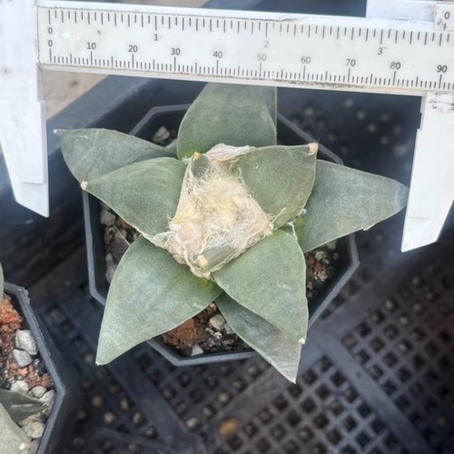 8cm succulent cactus plant - 8cm,