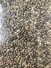 STANDARD HEMP SEED PARTICLE FISHING BAIT CARP FISHING TENCH BREAM 1KG
