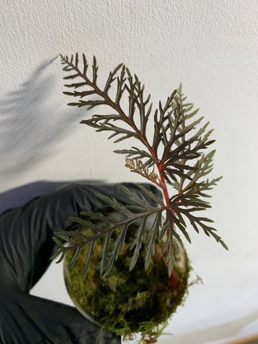 Begonia bipinnatifida rare - begonia,