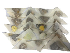 Real unmounted  butterflies A-