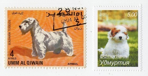 Sealyham terrier collection - terrier,