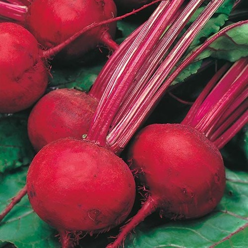 Beetroot boltardy 6 - beetroot,