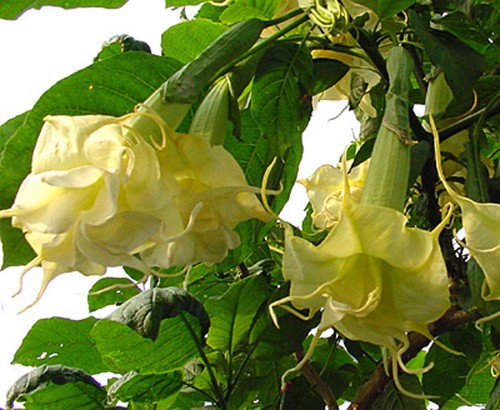 Brugmansia angels sundance - brugmansia,