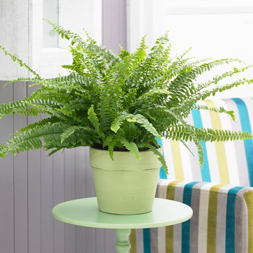 Indoor fern plant - plant,,