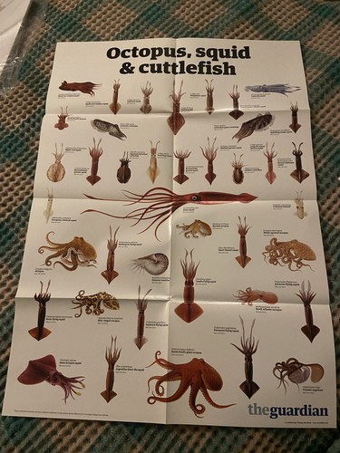 The guardian octopus and - octopus,