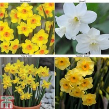 Daffodil Bulbs Plants Hardy Spring Flowering Dwarf Collection 60 or 120 T&M