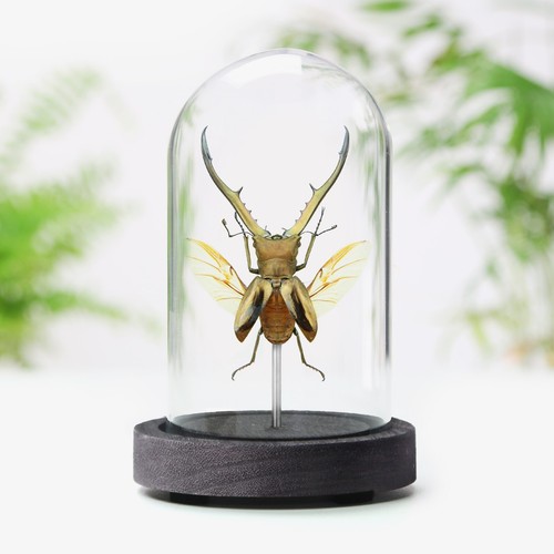Indonesian stag beetle insect - stag,