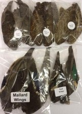 Bird Wings Pair - Various Birds Gordon Griffiths