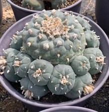 15cm Sale Caci Self Rooted