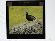 Cock Grouse Bird on Oats
