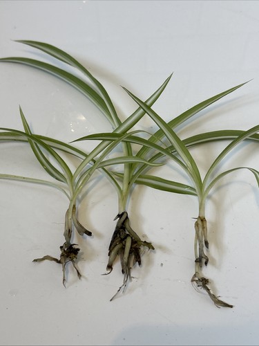 Variegated spider plant - variegated,