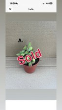 Crassula Rogersii Succulent