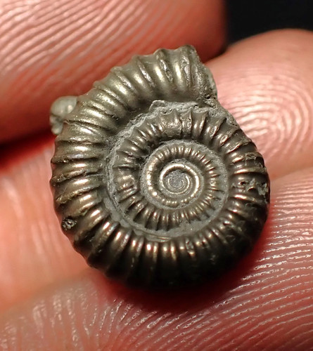 Crucilobiceras pyrite ammonite